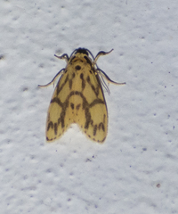 Miltochrista terminospota