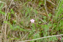 Dianthus pontederae