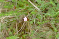 Dianthus pontederae