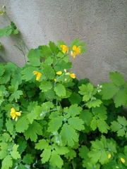Chelidonium majus