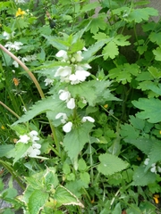Lamium album