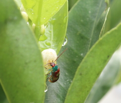 Diabrotica rufomaculata