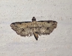 Sufetula sunidesalis