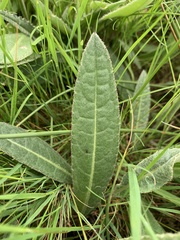 Cirsium dissectum