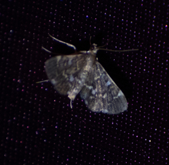 Piletocera sodalis