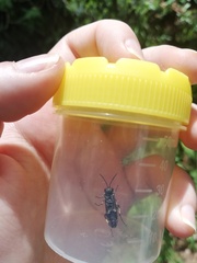 Macrophya albicincta