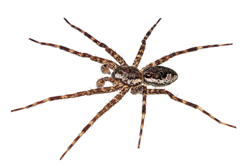 Dark Fishing Spider photo 4