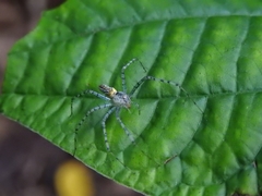 Peucetia flava