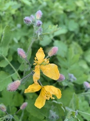 Chelidonium majus