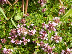 Thymus praecox