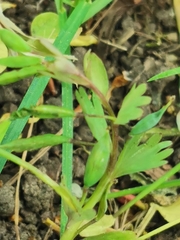 Corydalis solida