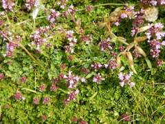 Thymus praecox