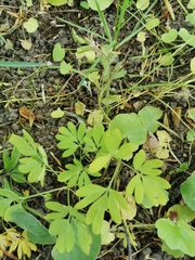 Corydalis solida