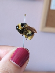 Bombus frigidus