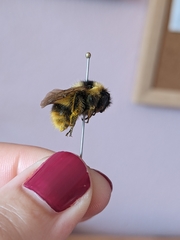Bombus frigidus