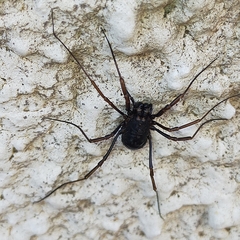 Zachaeus crista