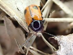 Cryptocephalus bipunctatus