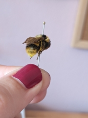 Bombus frigidus
