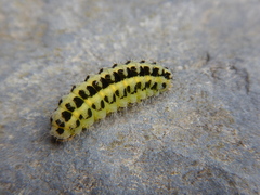 Zygaena filipendulae