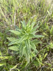 Bellardia viscosa