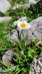 Ranunculus amplexicaulis