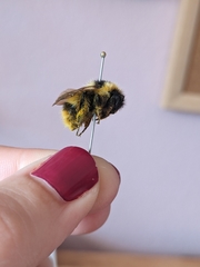 Bombus frigidus