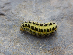 Zygaena filipendulae