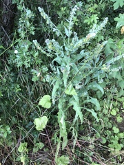 Cynoglossum officinale