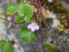 Cymbalaria muralis