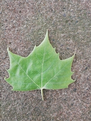 Platanus