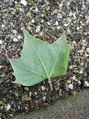 Platanus