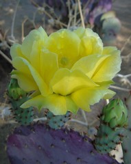Opuntia santa-rita