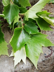 Platanus