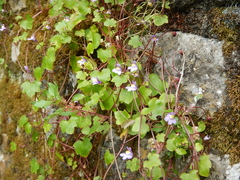 Cymbalaria muralis