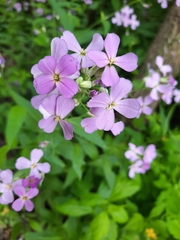 Hesperis matronalis
