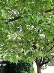 Platanus