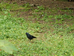 Corvus monedula