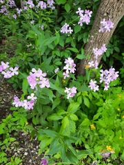 Hesperis matronalis