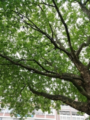 Platanus