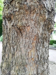 Platanus