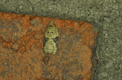 Acleris braunana