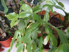 Schlumbergera buckleyi