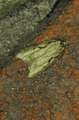 Semioscopis packardella