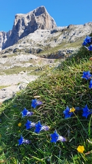 Gentiana acaulis