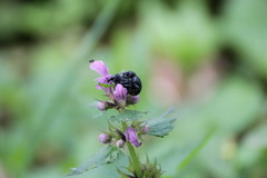 Otiorhynchus gemmatus