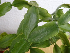 Schlumbergera buckleyi