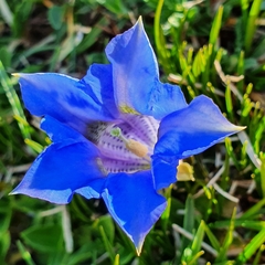 Gentiana acaulis