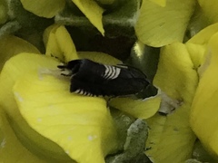 Grapholita tristrigana