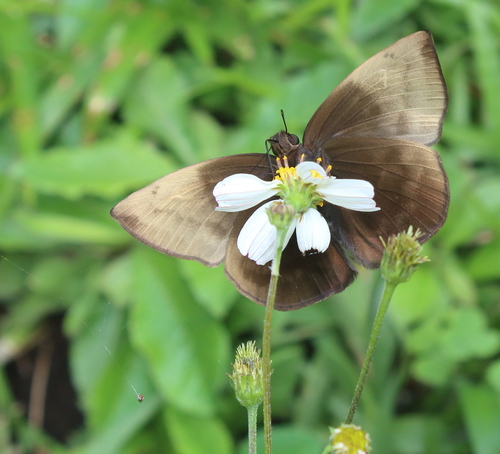 Pale Sicklewing
