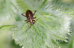 Calocoris nemoralis